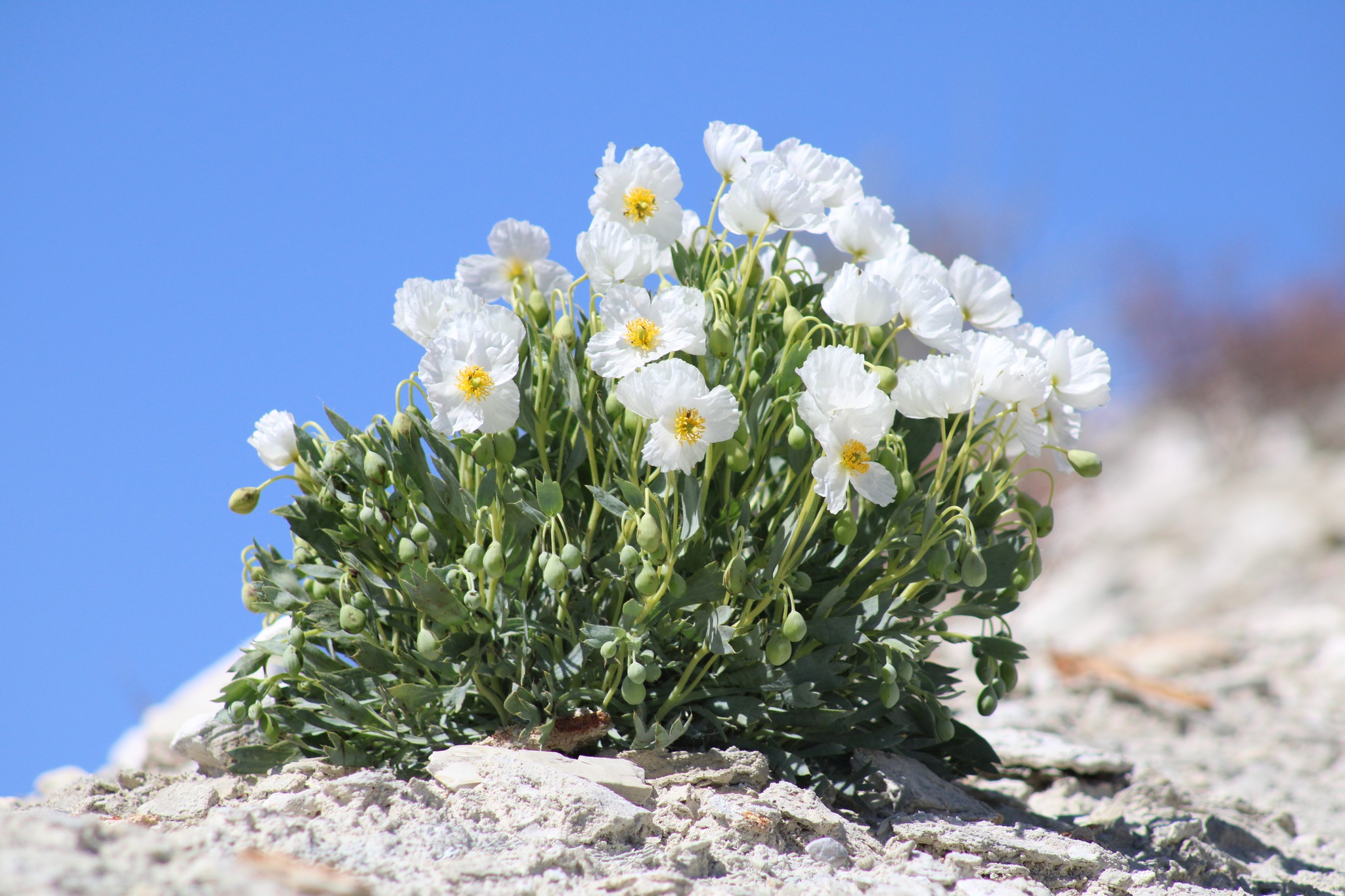 Endangered Dwarf Bear Poppies Are Blooming And You Only Have About Seven Days Left To See Them – The Independent | News Events Opinion More