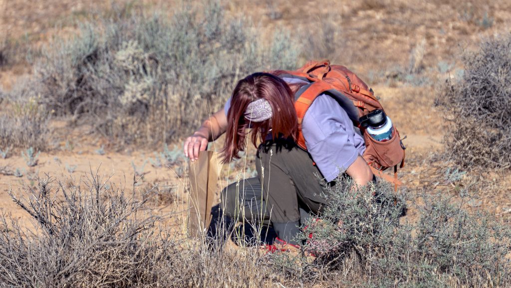 Scientists hope seed collection will help a rare plant ‘persist’ in Southern Utah