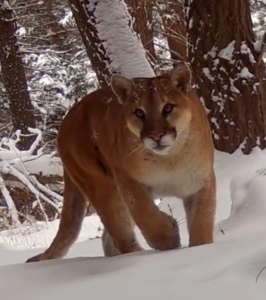 With static harvests, Utah sticks to new status quo for cougar hunting, but advocates express concerns