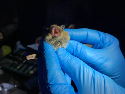 Who wants to see bats in the wild? State officials to host Southern Utah event