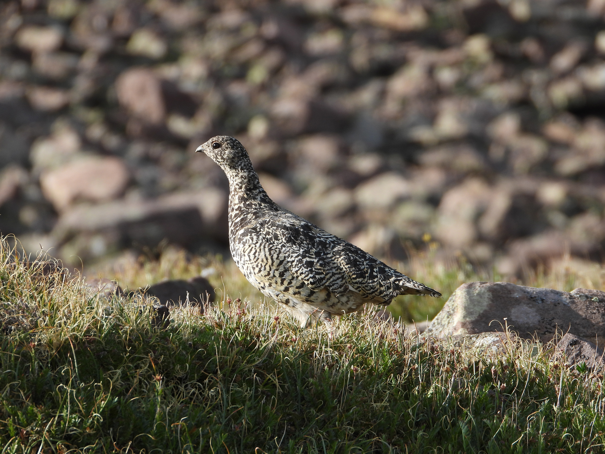 What Hunters Should Know About The 2024 Utah Upland Game Hunts – The Independent | News Events Opinion More