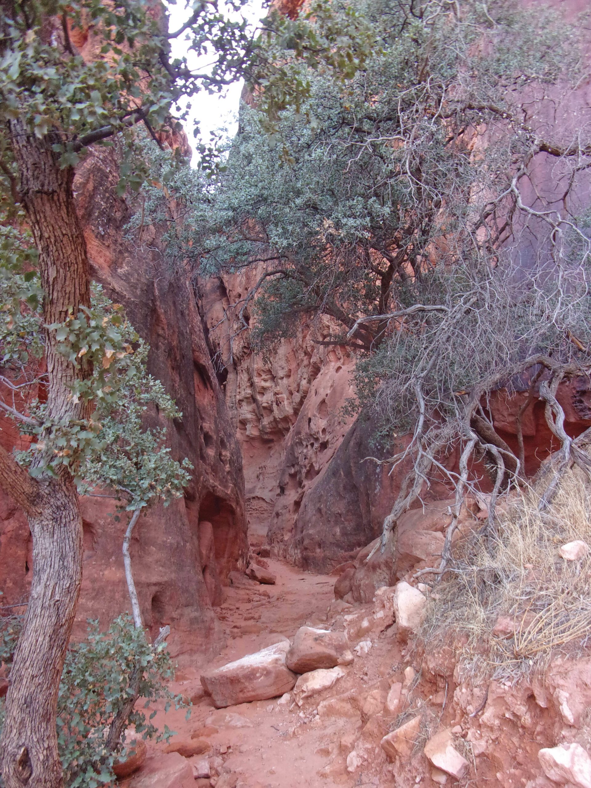 Jennys Canyon Trail in Snow Canyon State Park – The Independent | News Events Opinion More