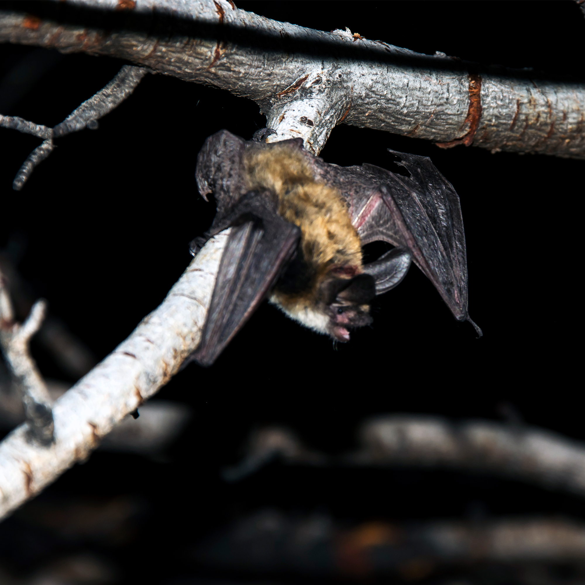 DWR Hosting An Additional Bat-Viewing Event This Fall In Moab – The Independent | News Events Opinion More