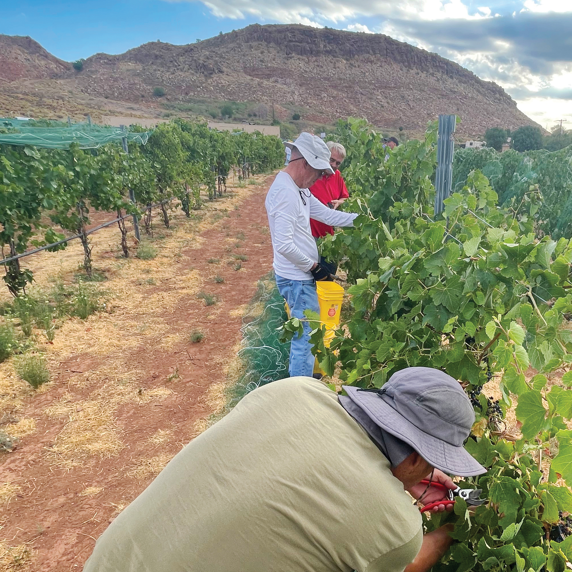 Experience Utah Wine Country at Zion Vineyards – The Independent | News Events Opinion More