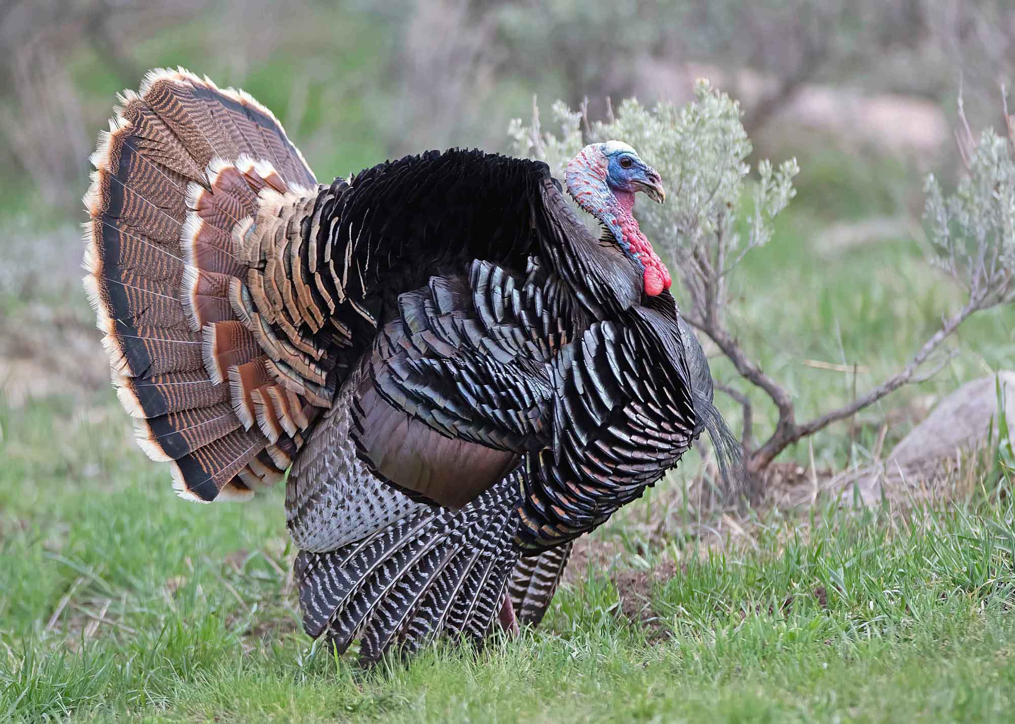 Wild Turkey Exhibit Educates Both Young & Distinguished At The Hardware Wildlife Education Center – The Independent | News Events Opinion More