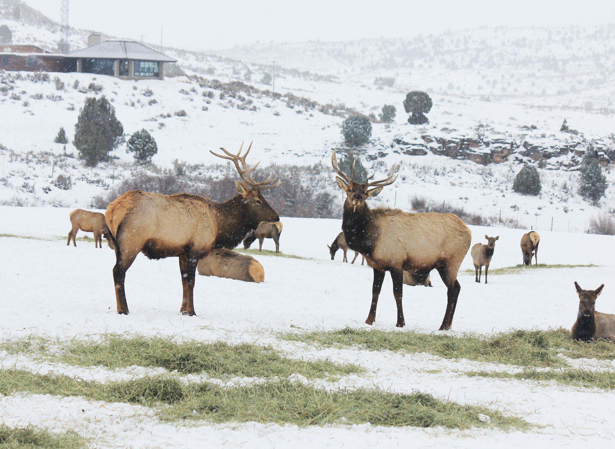 Up And Personal With Sleigh Rides Through Herds Of Wild Elk This Winter – The Independent | News Events Opinion More